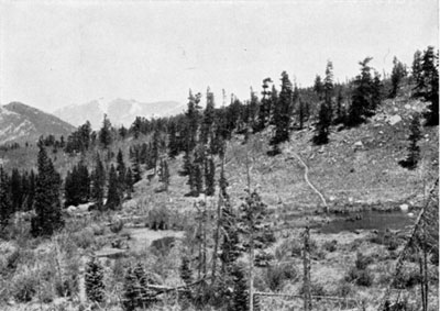 beavers at Hidden Valley, Rocky Mountain NP