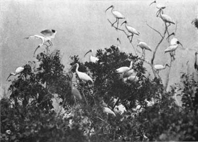 wood ibises, Everglades