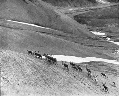 caribou at Mount McKinley