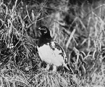 Alaska ptarmigan