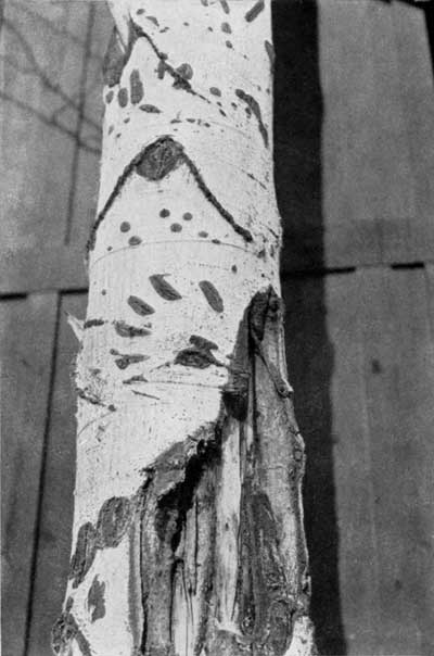 Claw marks on trees