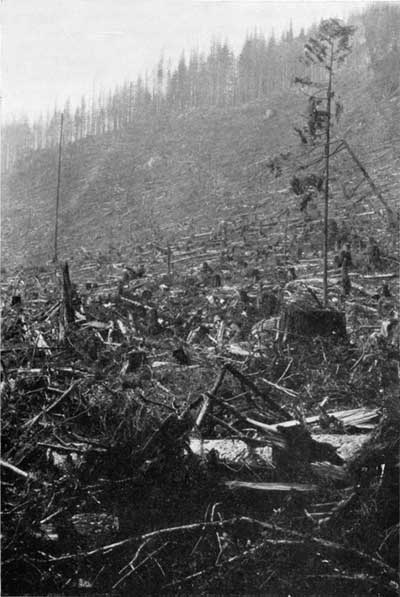 Clearcutting near Mount Rainier NP