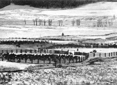 Buffalo round-up, Buffalo Ranch, Yellowstone