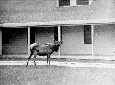 Elk, Mammoth Hot Springs, Yellowstone