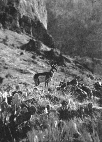 Antelope, Indian Gardens, Grand Canyon