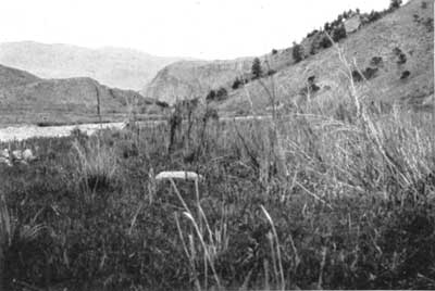 Dead willow thickets, Yellowstone
