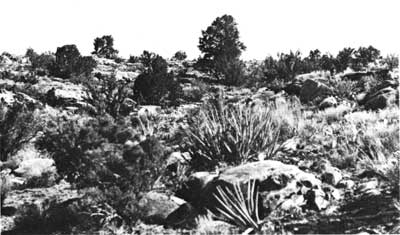 Vegetation of the Sandrock area, Grand Canyon