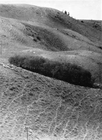 Hillside trails, Yellowstone