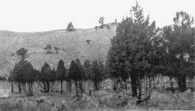 Overbrowsed by elk, Yellowstone