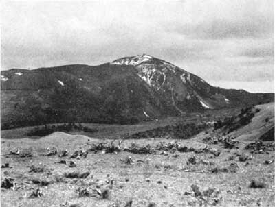 Sagebrush carcasses, Yellowstone