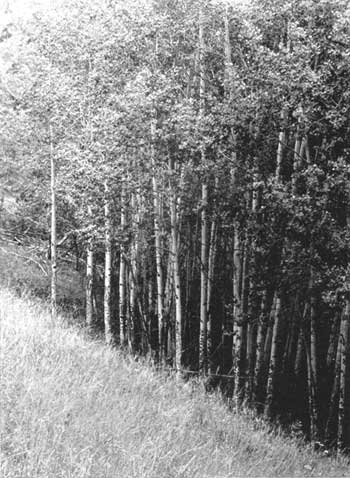 Aspen trunks, Yellowstone