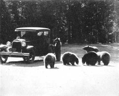 Bears in Yosemite