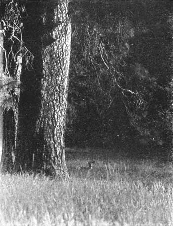 Deer in Yosemite