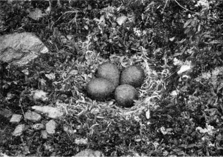 surfbird nest with eggs