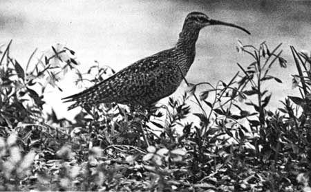 Hudsonian curlew