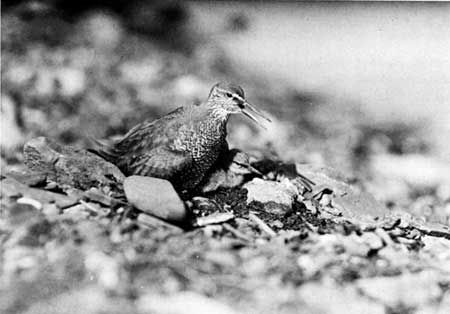 male wandering tattler