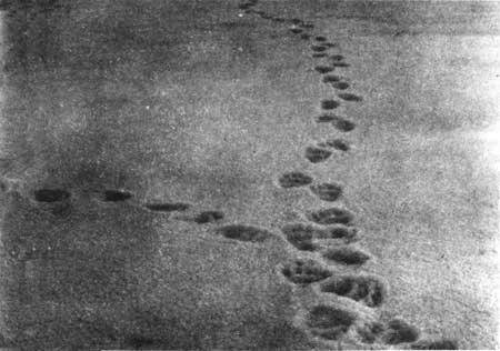 grizzly bear tracks in snow