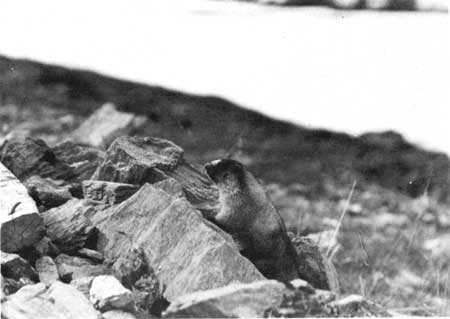 northern hoary marmot