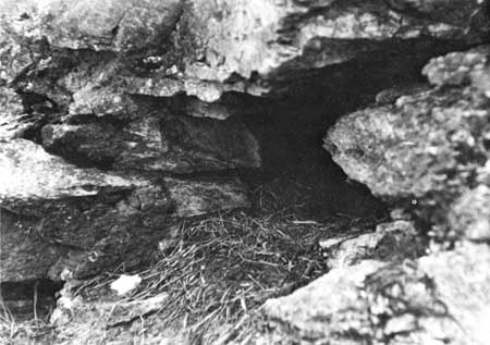 den of northern hoary marmot