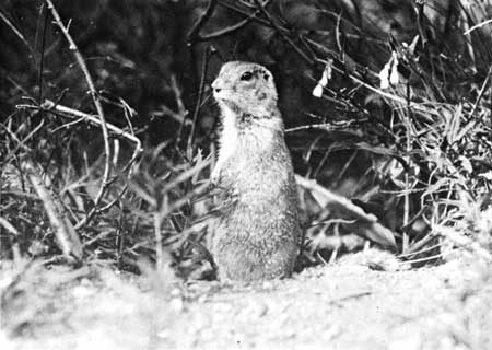 Nushagak ground squirrel