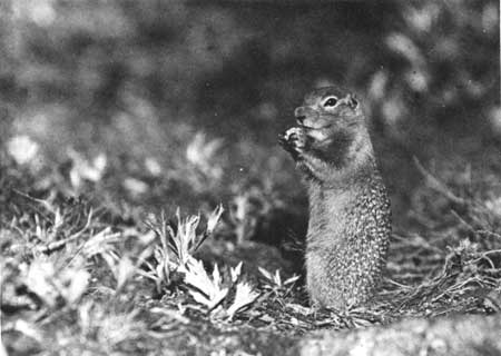 Nushagak ground squirrel
