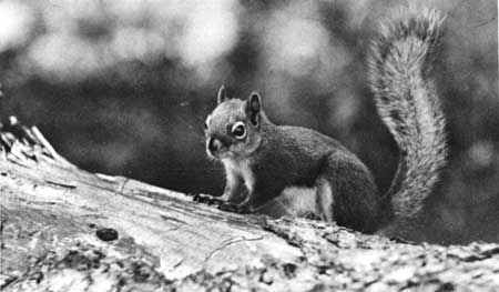 northern red squirrel