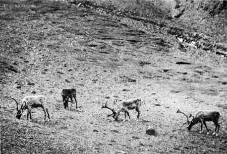 Stone's caribou