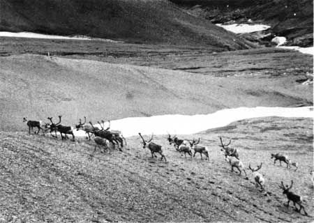 Stone's caribou