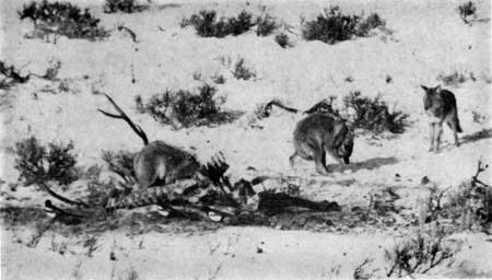 coyotes and magpies and elk carcass