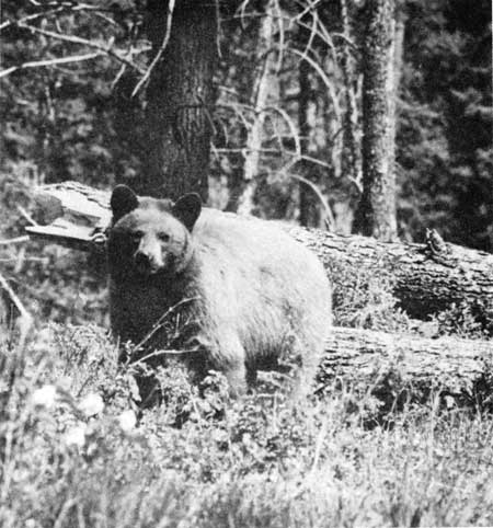 black bear