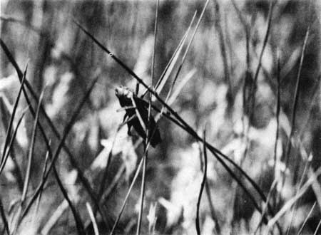 Mormon cricket