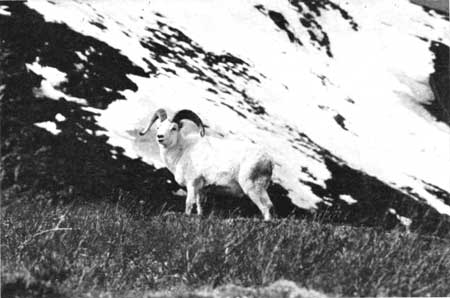 Dall sheep ram