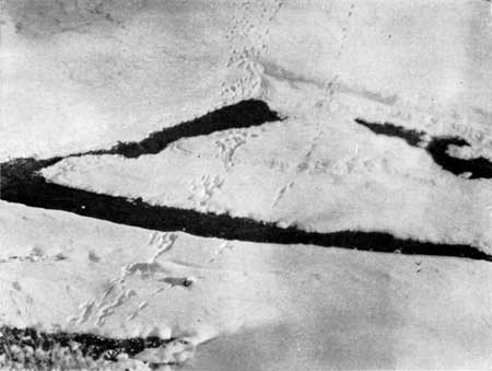 tracks of five wolves