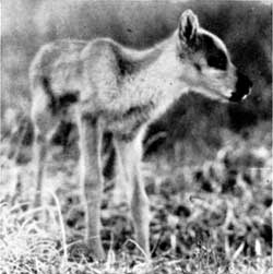 caribou calf