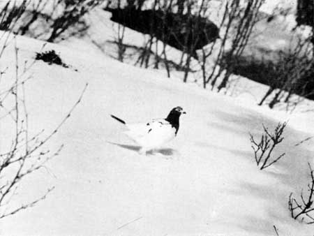 ptarmigan