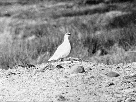 ptarmigan