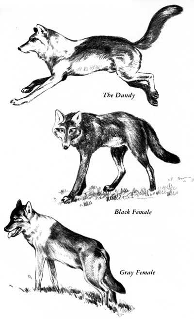 wolf portraits