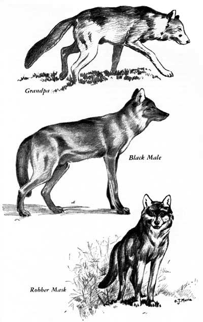 wolf portraits