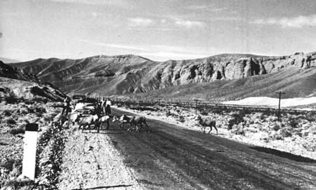 bighorn crossing road