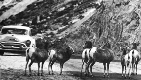 bighorn crossing road