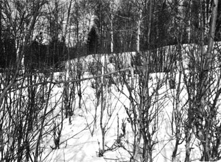 moose-browsed vegetation