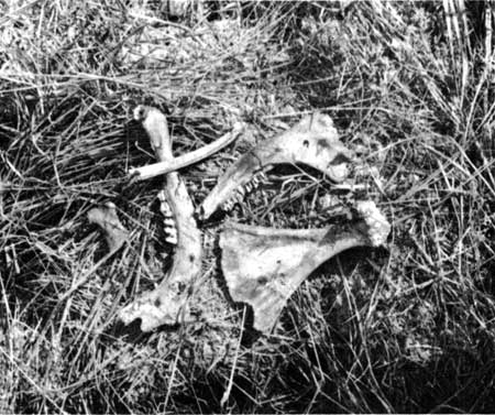 calf carcass