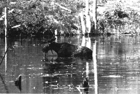 bull moose