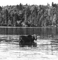 moose feeding