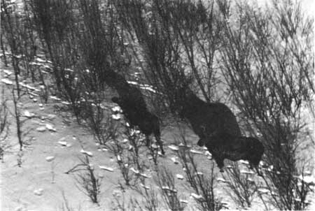 moose and tracks