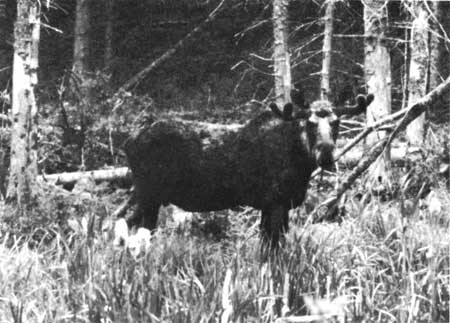 bull moose