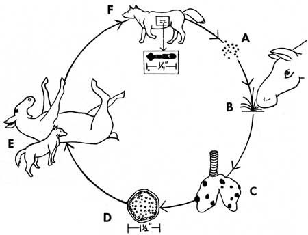 life cycle of hydatid tapeworm