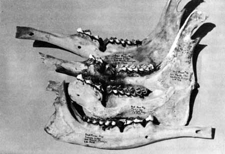 moose mandibles