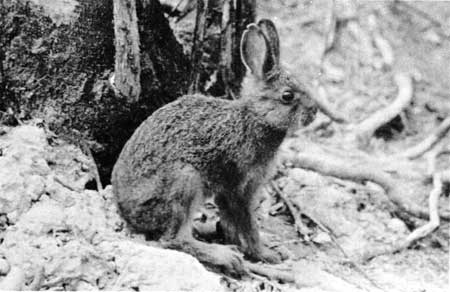 snowshoe hare