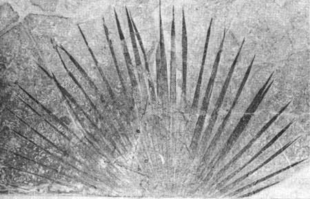 fossil leaf impression